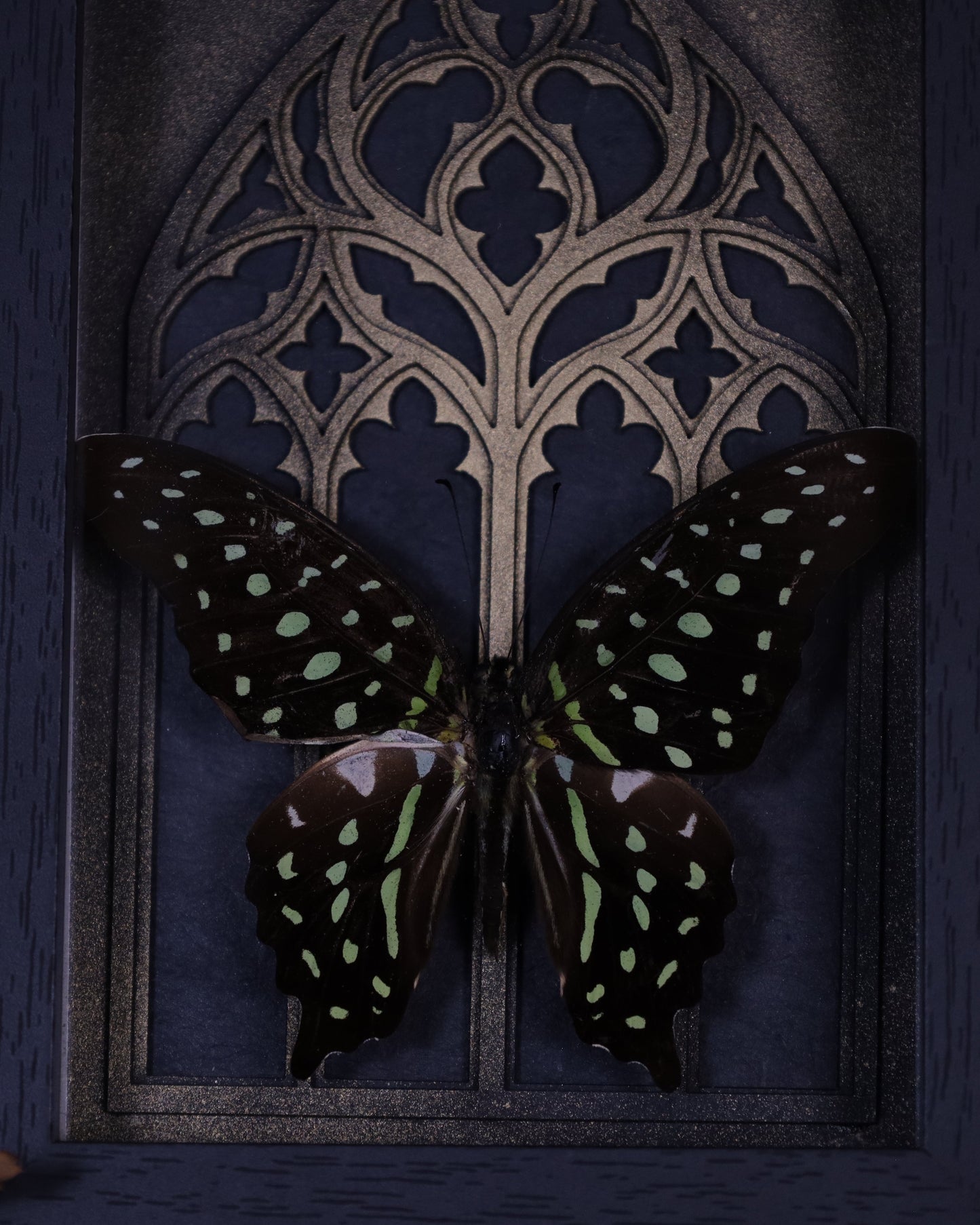 Graphium agamemnon im schwarzen 3D-Rahmen mit gotischem Hintergrund | 18 x 13 cm