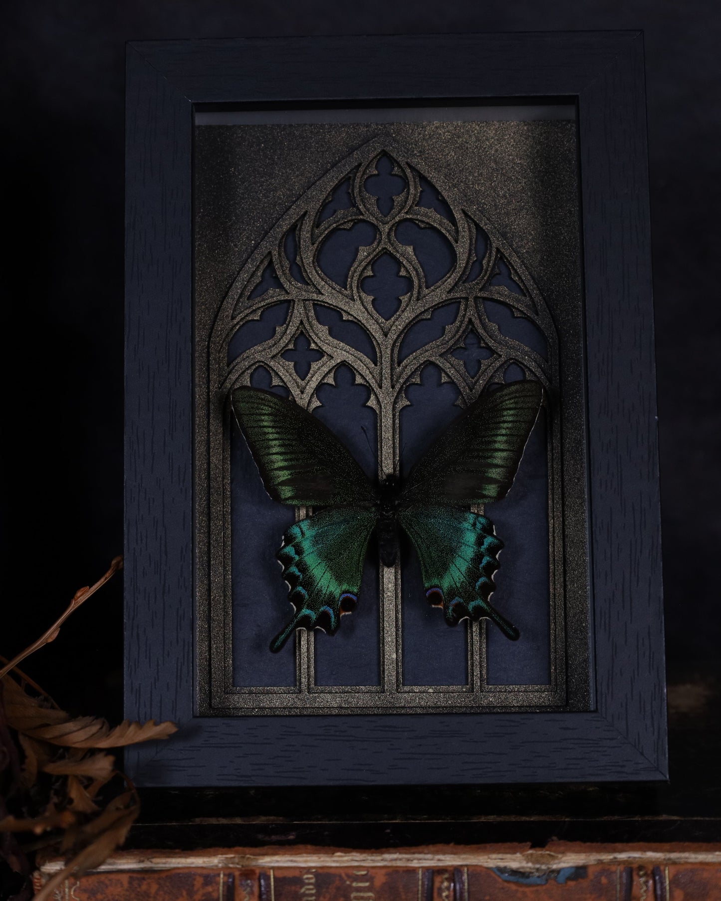 Papilio maaki (Spring) im schwarzen 3D-Rahmen mit gotischem Hintergrund | 18 x 13 cm