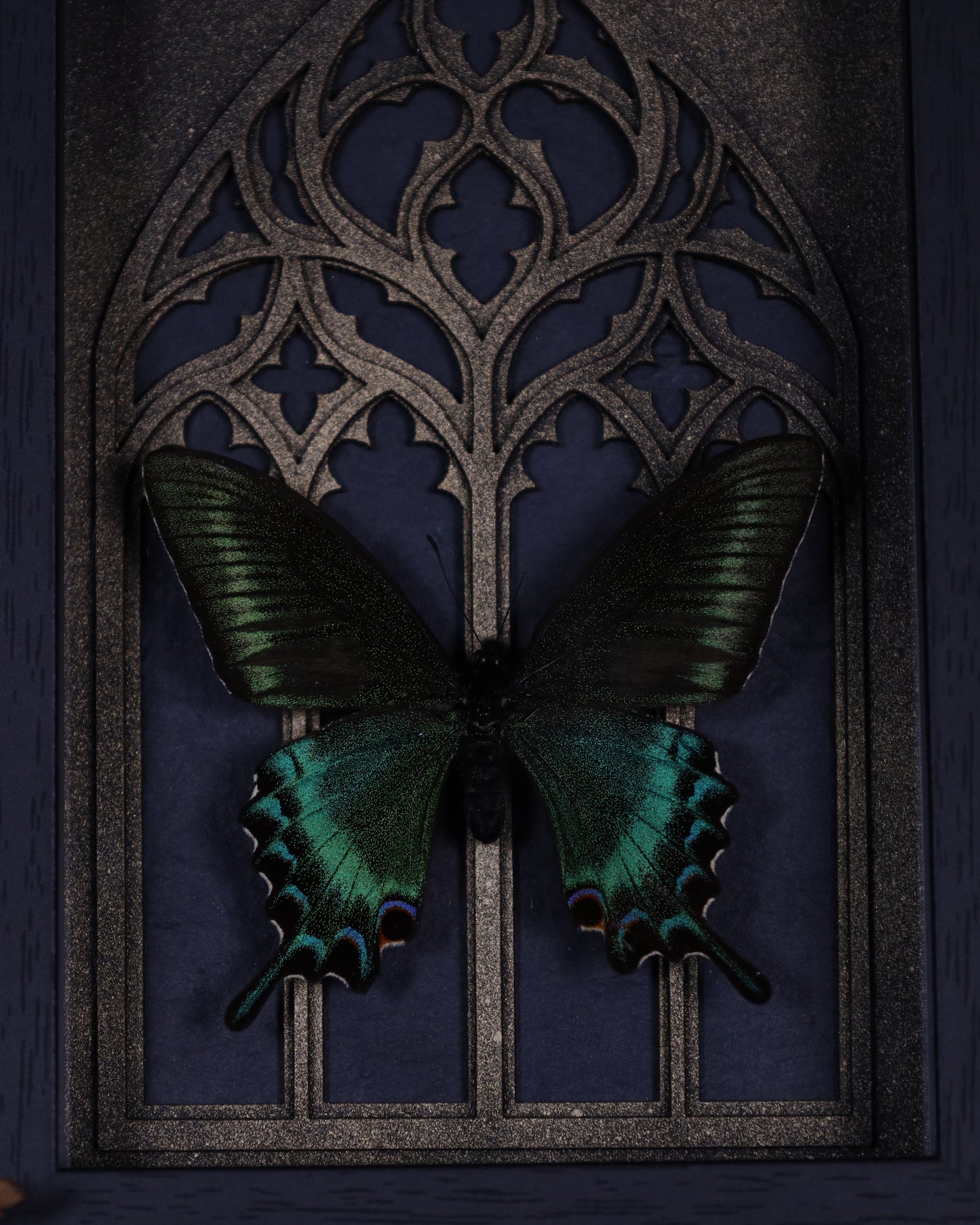 Papilio maaki (Spring) im schwarzen 3D-Rahmen mit gotischem Hintergrund | 18 x 13 cm