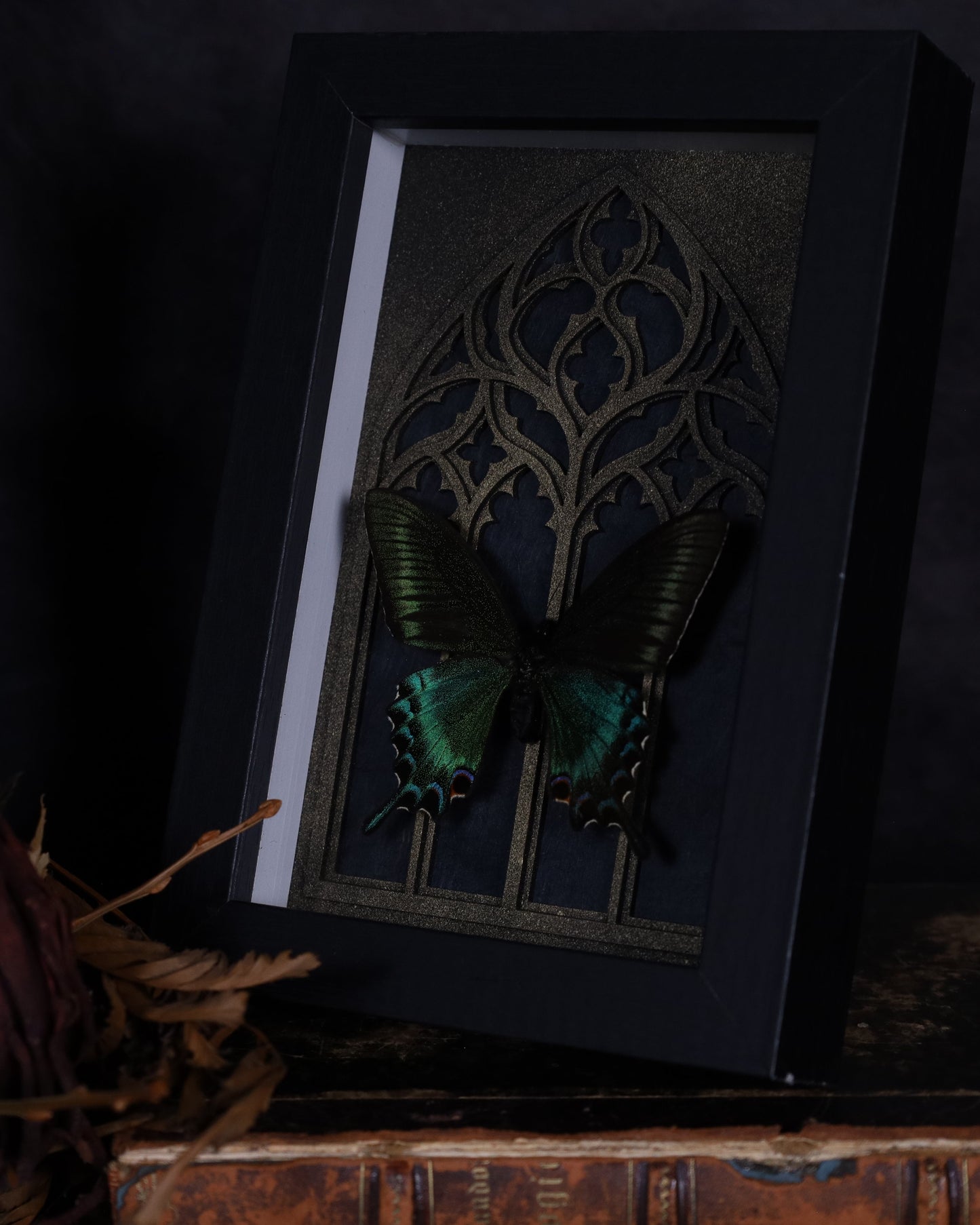 Papilio maaki (Spring) im schwarzen 3D-Rahmen mit gotischem Hintergrund | 18 x 13 cm