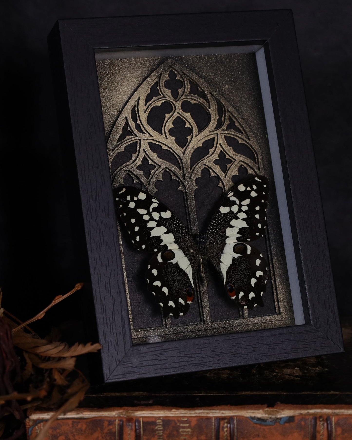 Papilio demoleus im schwarzen 3D-Rahmen mit gotischem Hintergrund | 18 x 13 cm
