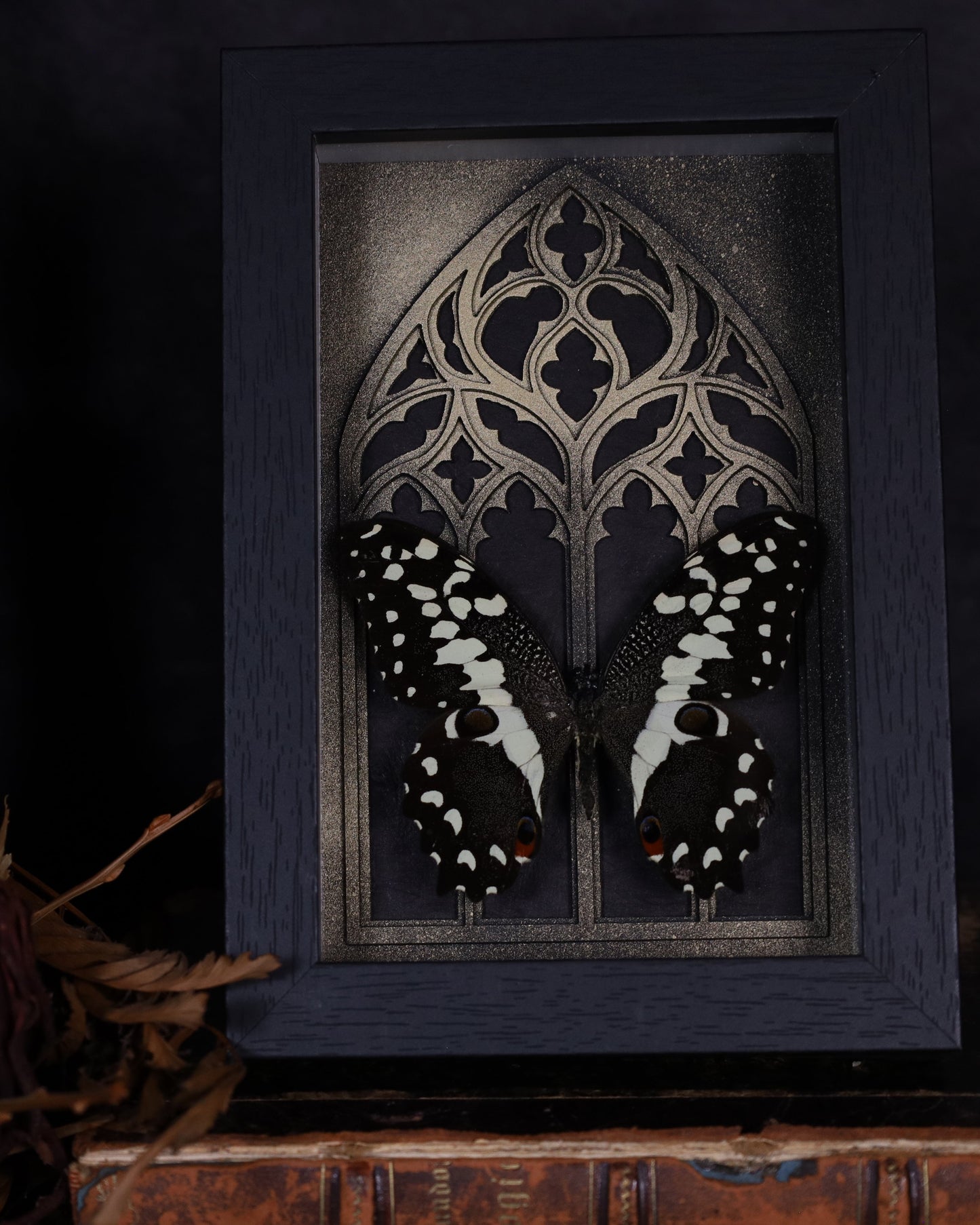 Papilio demoleus im schwarzen 3D-Rahmen mit gotischem Hintergrund | 18 x 13 cm