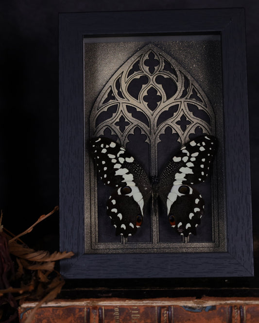 Papilio demoleus im schwarzen 3D-Rahmen mit gotischem Hintergrund | 18 x 13 cm