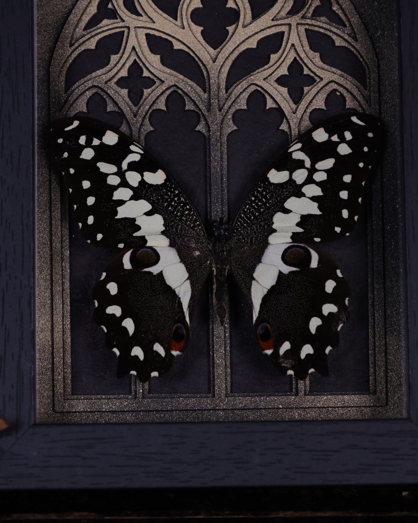 Papilio demoleus im schwarzen 3D-Rahmen mit gotischem Hintergrund | 18 x 13 cm