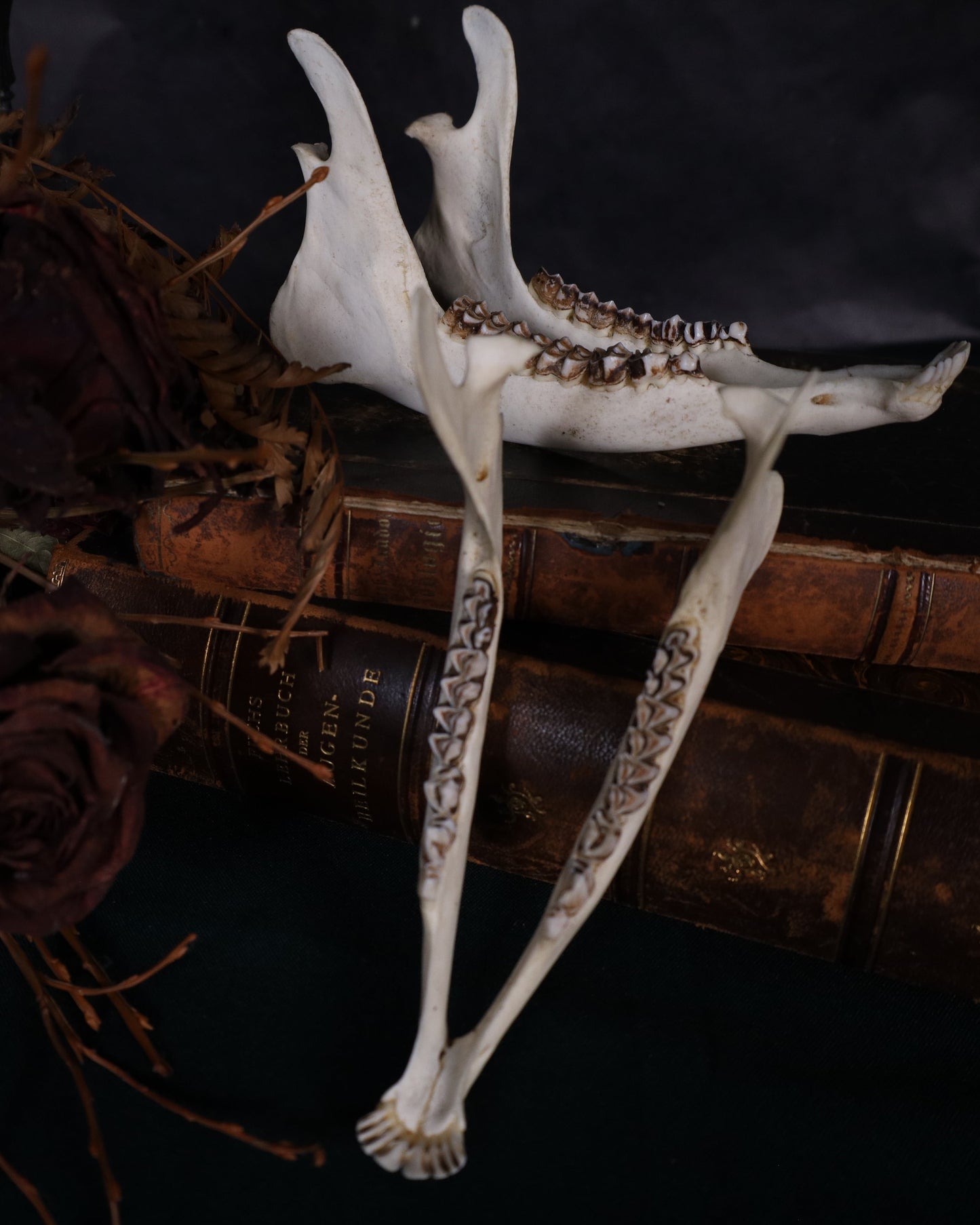 Reh Unterkiefer Komplett