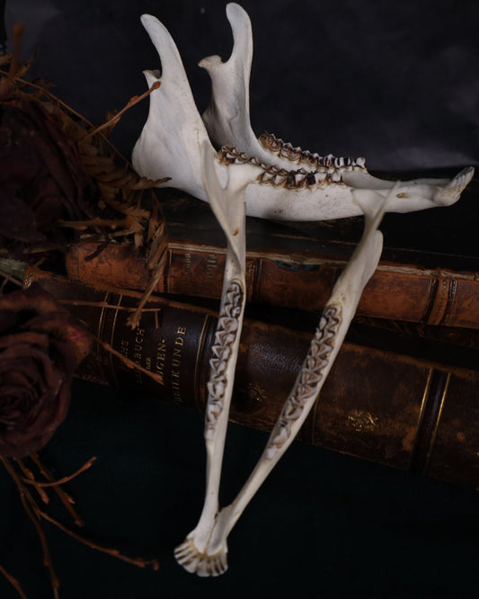 Reh Unterkiefer Komplett