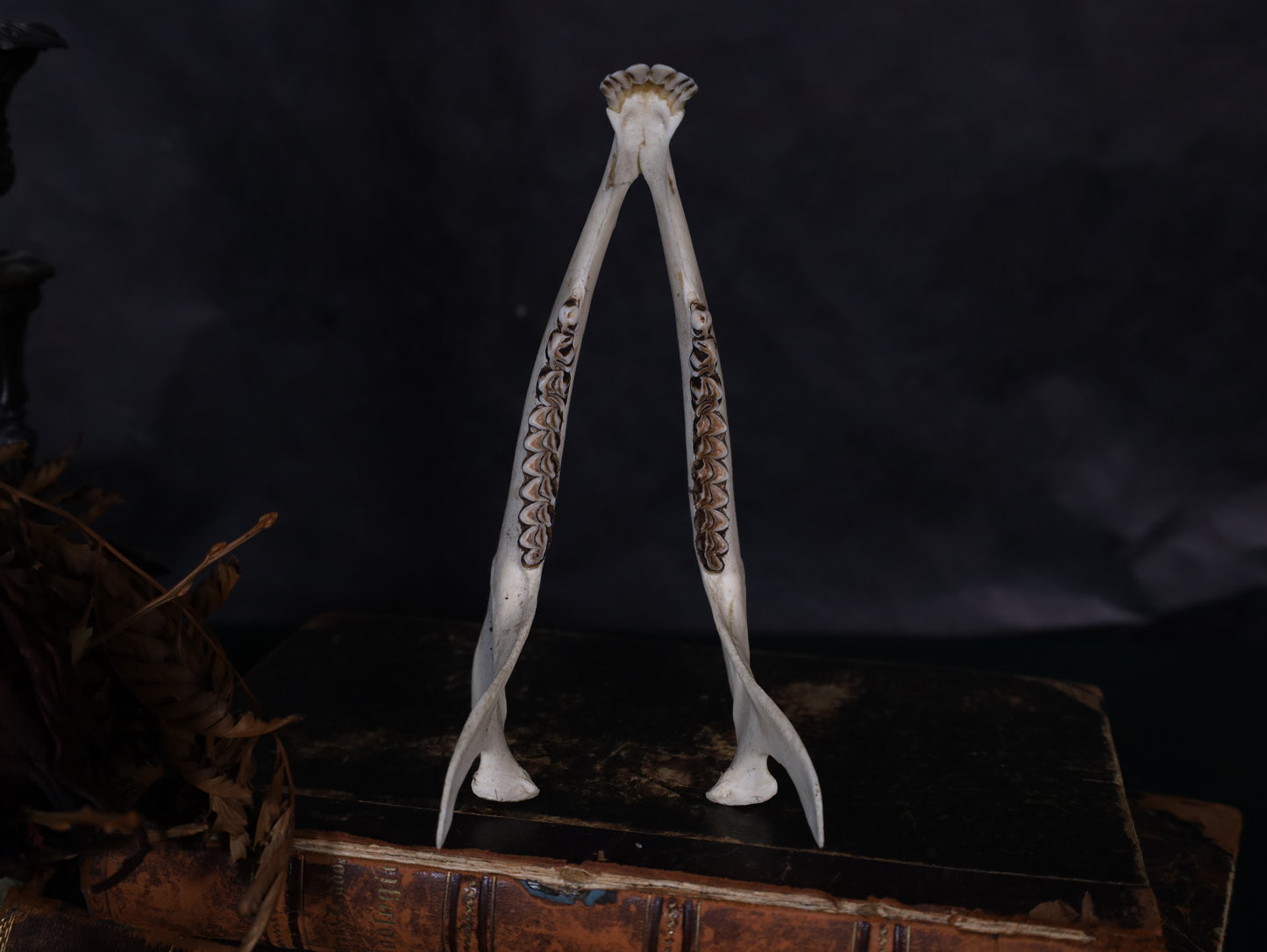 Reh Unterkiefer Komplett