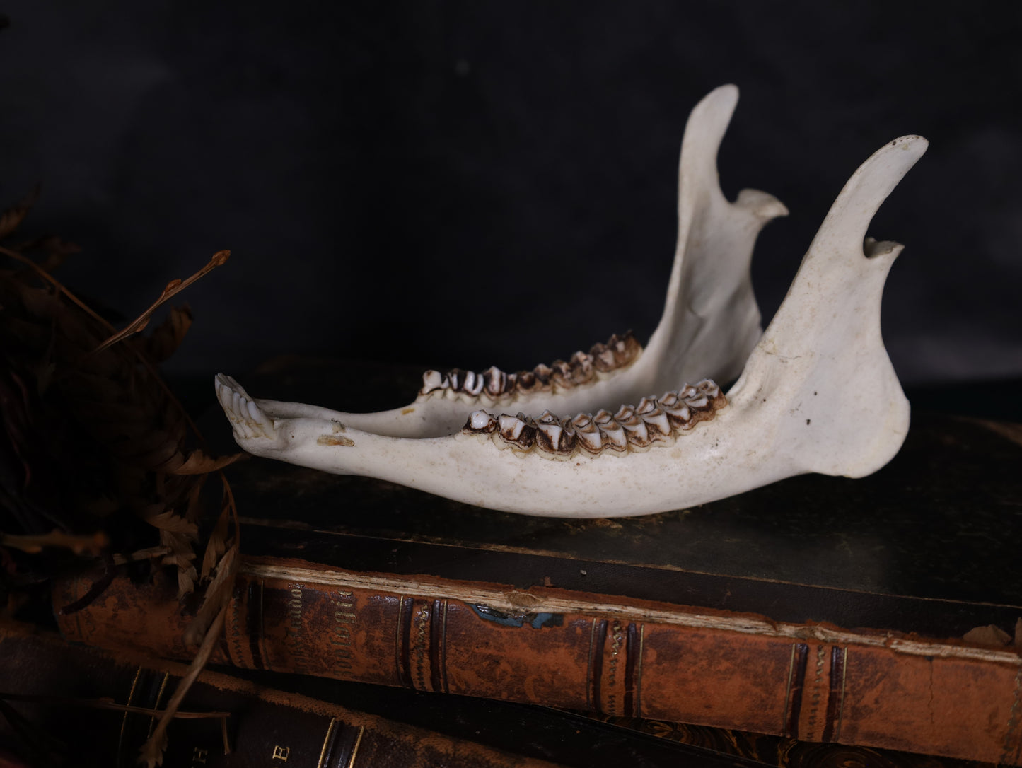 Reh Unterkiefer Komplett