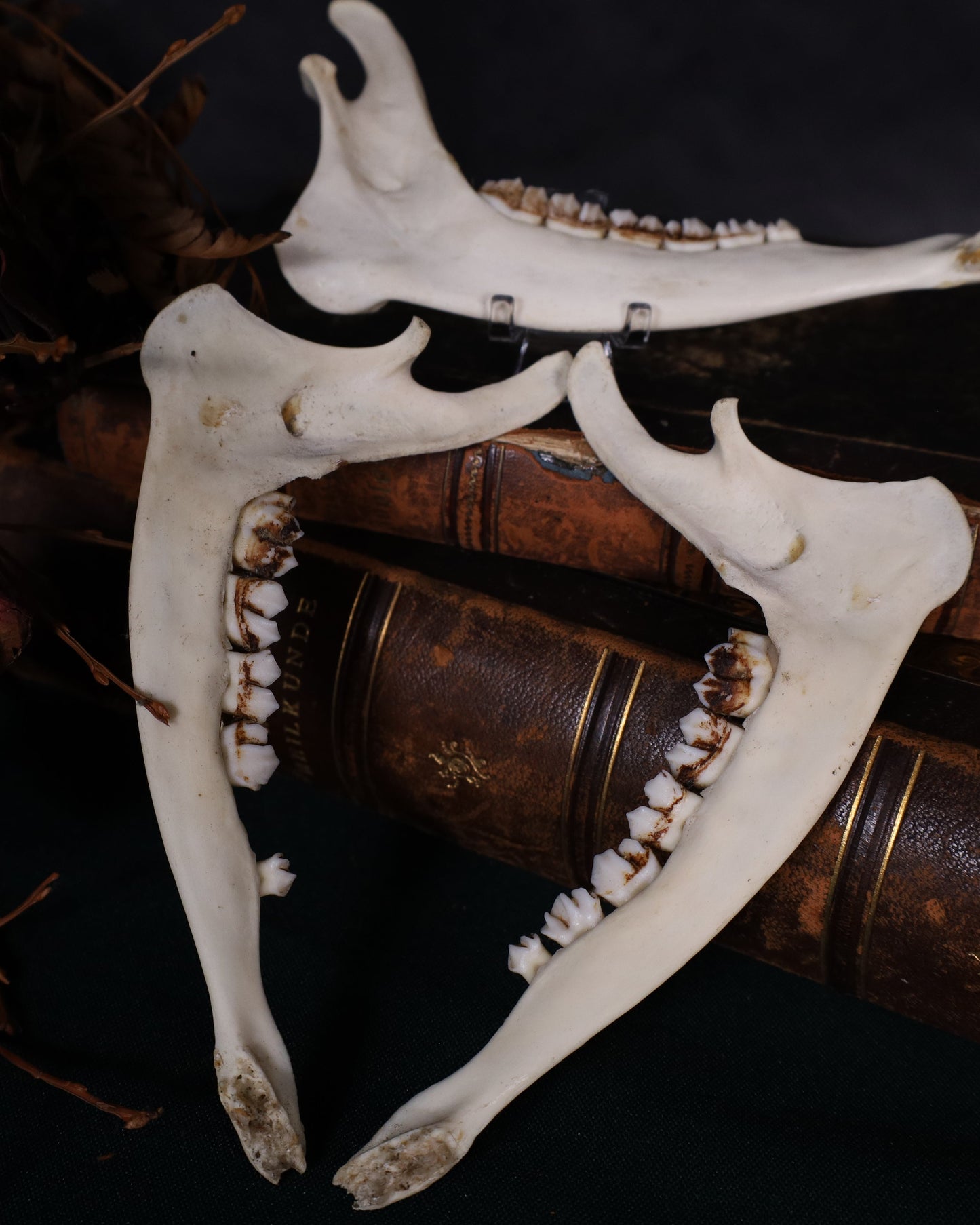 Halber Reh Unterkiefer