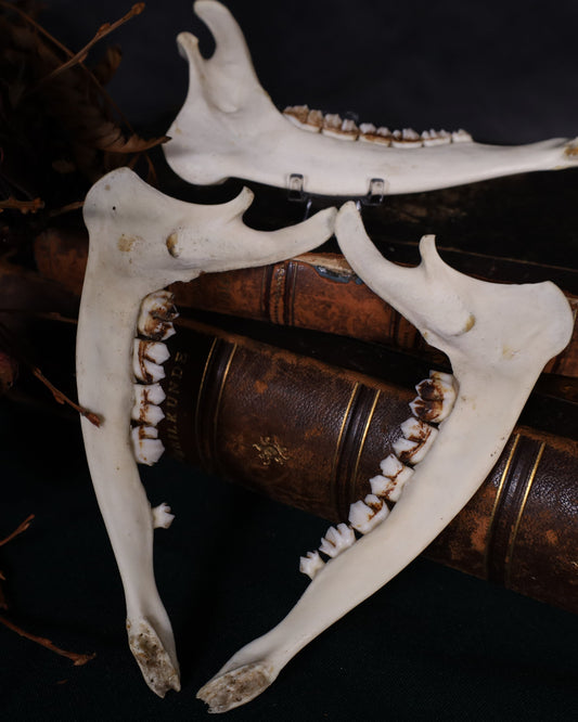 Halber Reh Unterkiefer