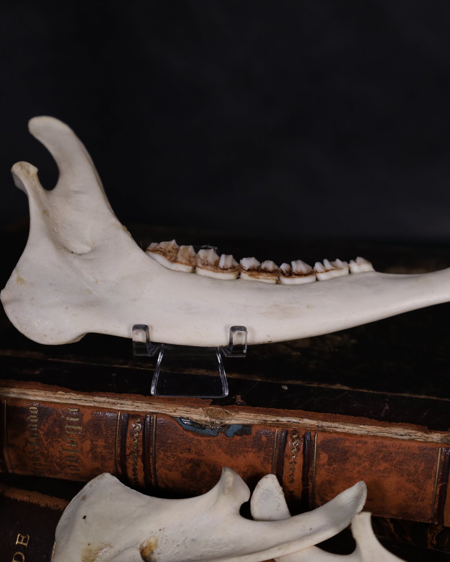 Halber Reh Unterkiefer