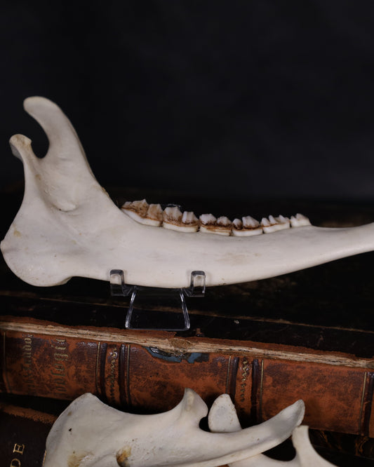 Halber Reh Unterkiefer