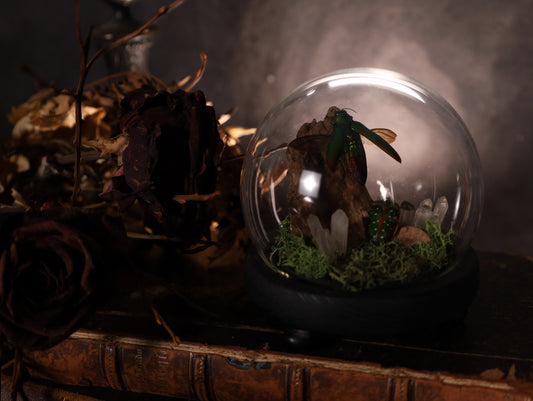 Chrysochroa fulminans fulminans unter Glaskuppel | Natürliches Diorama | ca. 10 cm Durchmesser