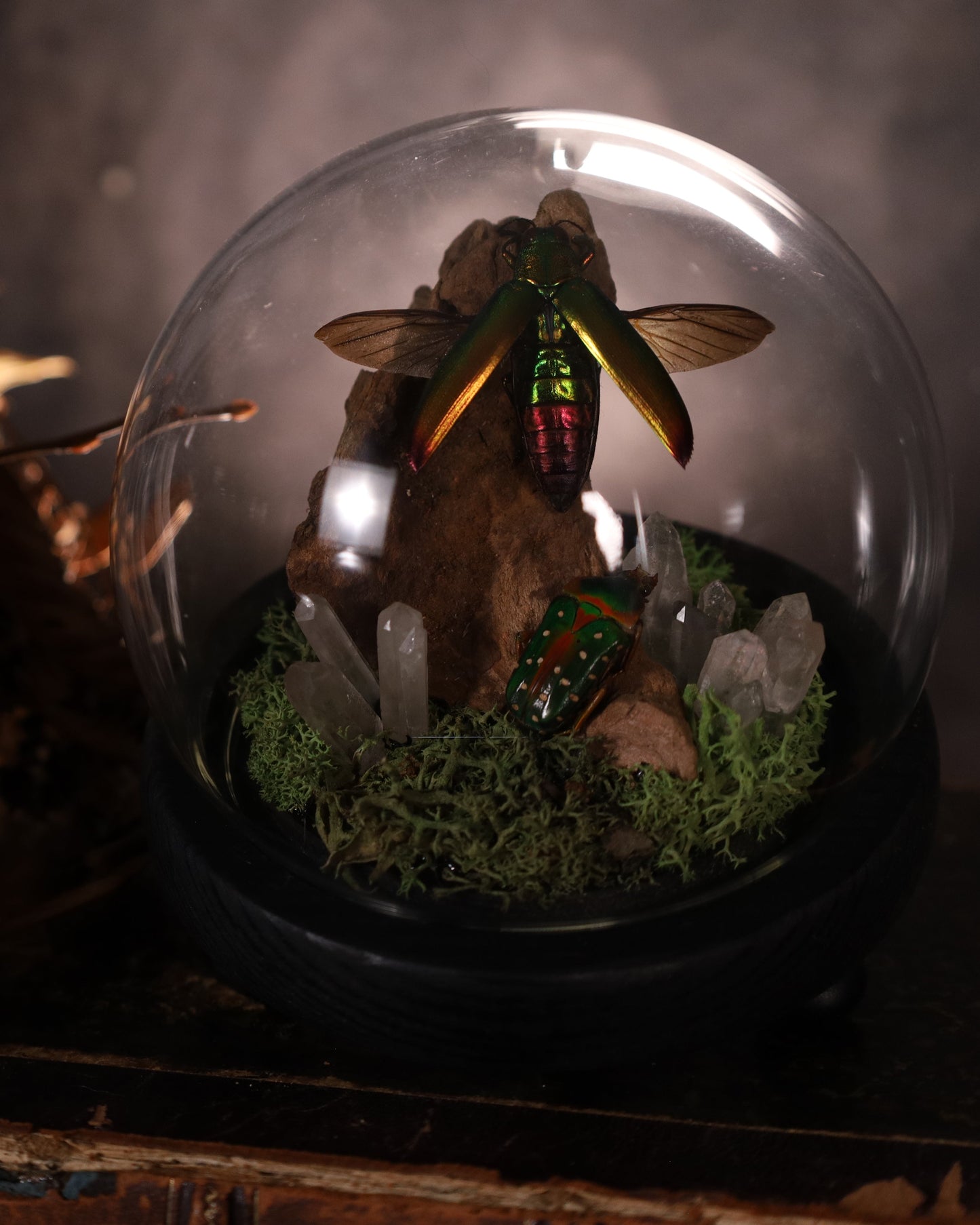 Chrysochroa fulminans fulminans unter Glaskuppel | Natürliches Diorama | ca. 10 cm Durchmesser
