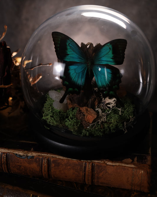 Papilio lorquinianus unter Glaskuppel | Diorama / Miniwelt | Natürliche Gestaltung
