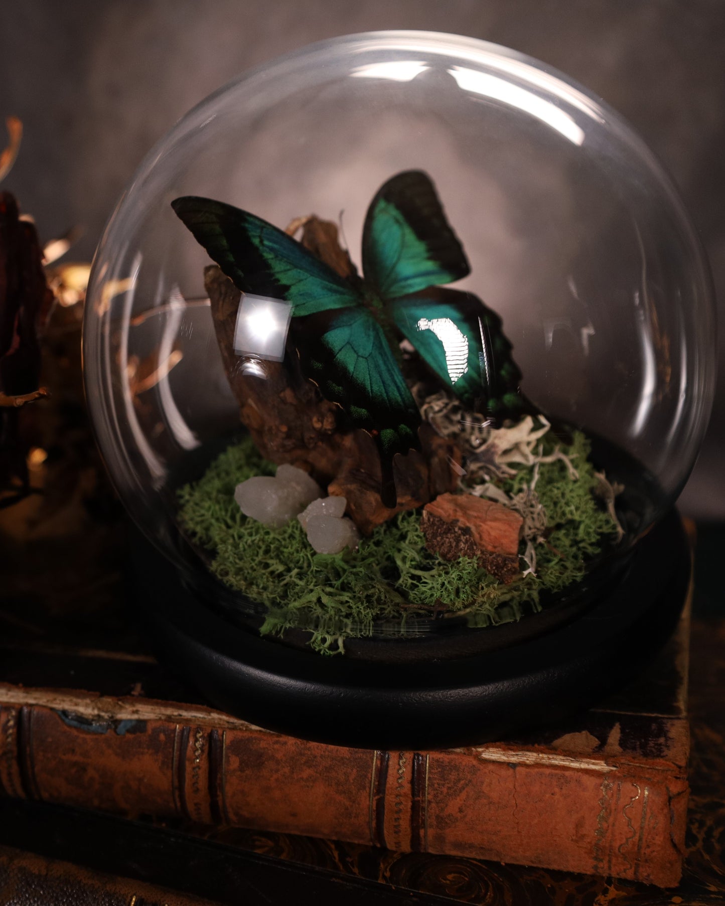 Papilio lorquinianus unter Glaskuppel | Diorama / Miniwelt | Natürliche Gestaltung