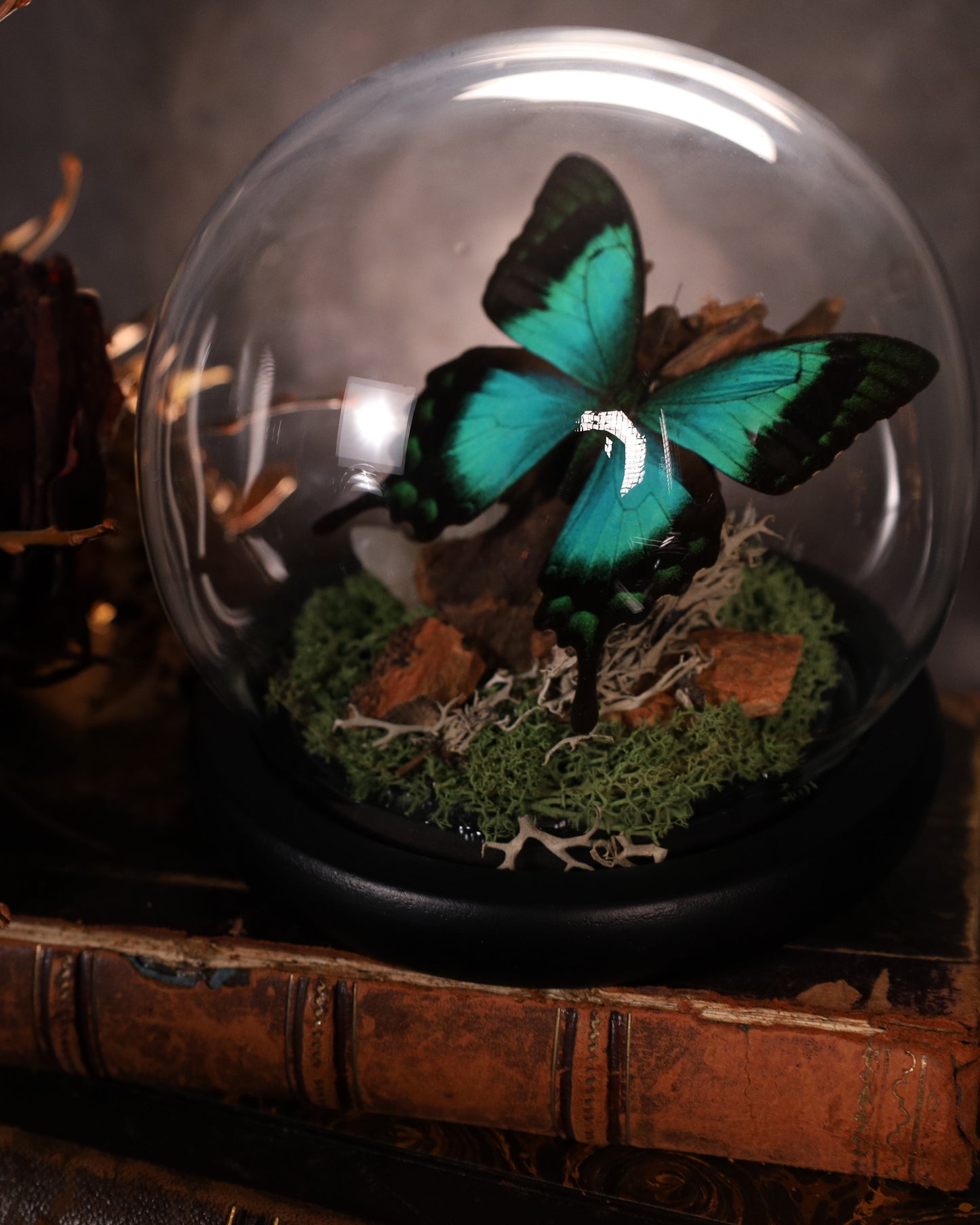 Papilio lorquinianus unter Glaskuppel | Diorama / Miniwelt | Natürliche Gestaltung