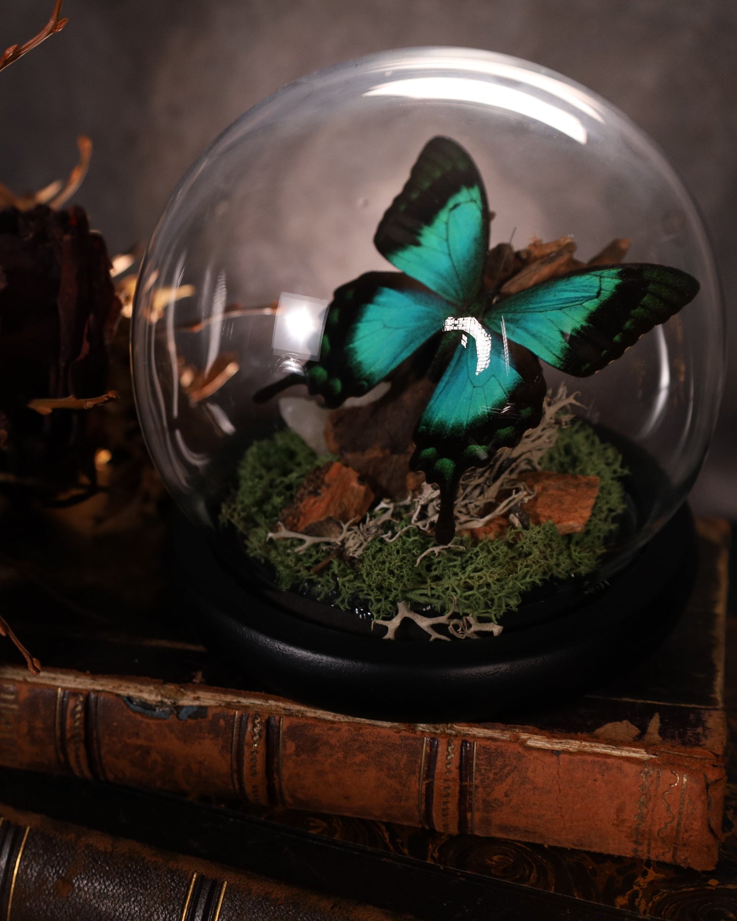 Papilio lorquinianus unter Glaskuppel | Diorama / Miniwelt | Natürliche Gestaltung