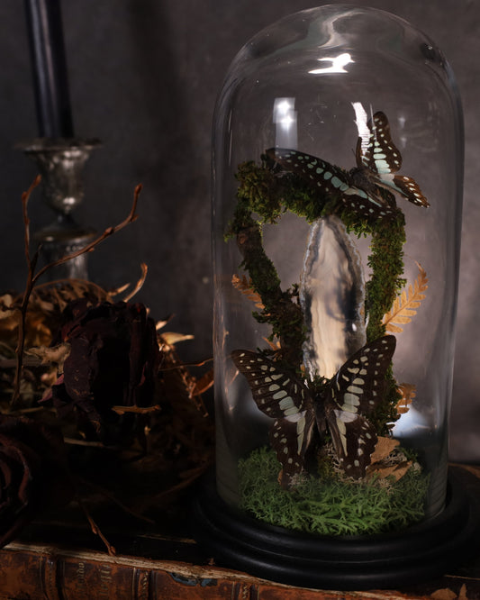 Graphium doson unter Glaskuppel | Natürliches Diorama mit Achat & Moos | ca. 25 cm Höhe