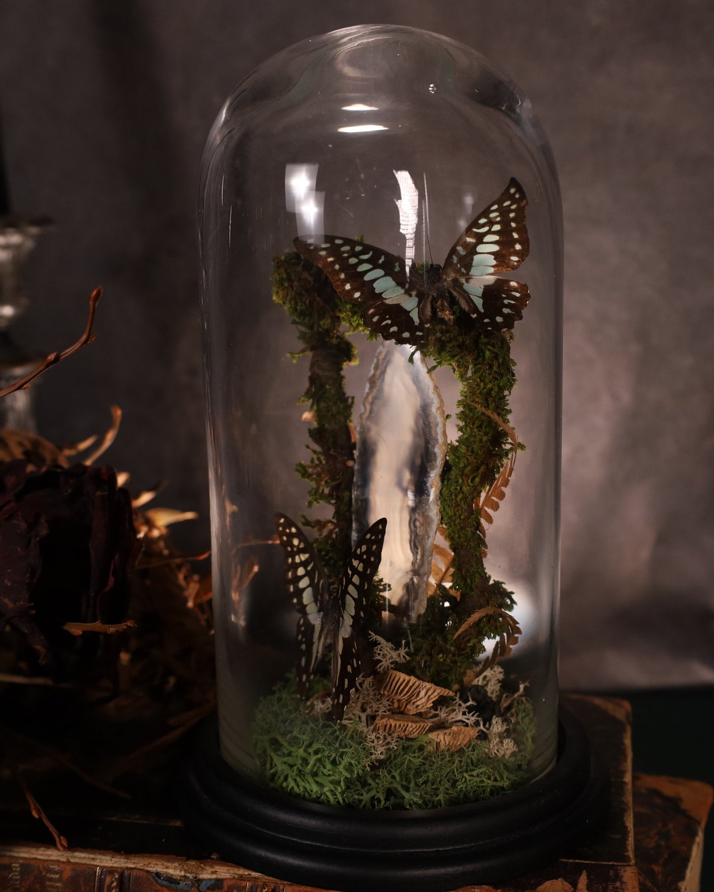 Graphium doson under a glass dome | Natural diorama with agate and moss | Approx. 25 cm high