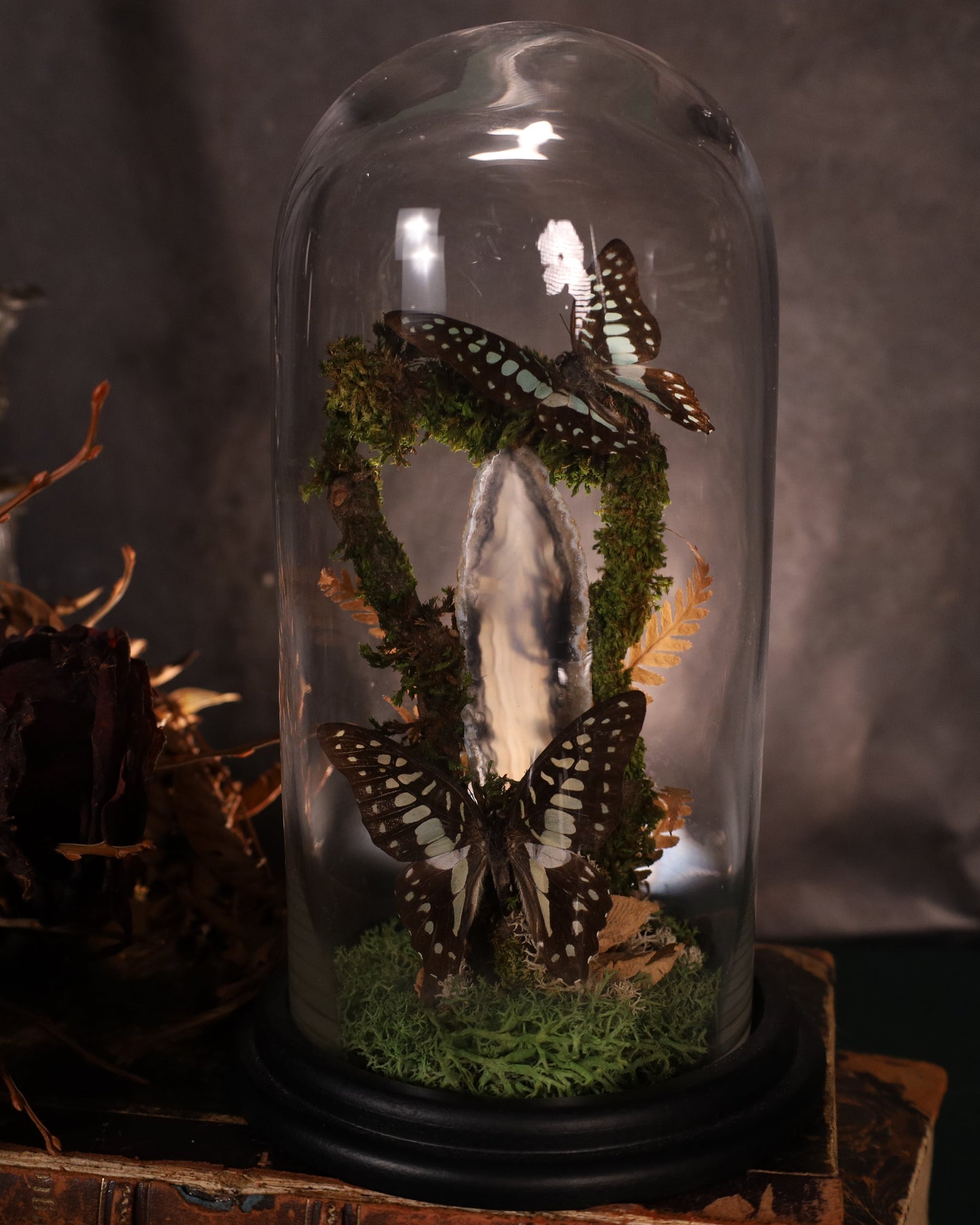 Graphium doson under a glass dome | Natural diorama with agate and moss | Approx. 25 cm high
