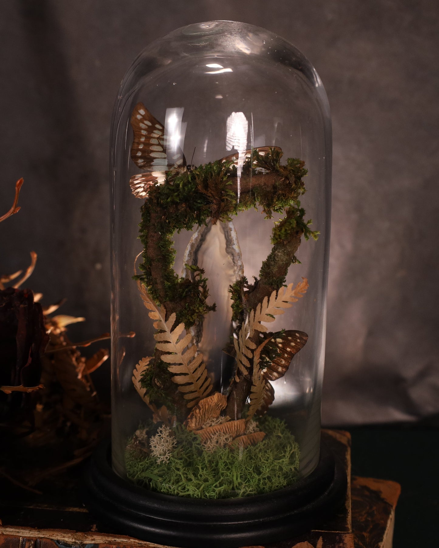 Graphium doson under a glass dome | Natural diorama with agate and moss | Approx. 25 cm high