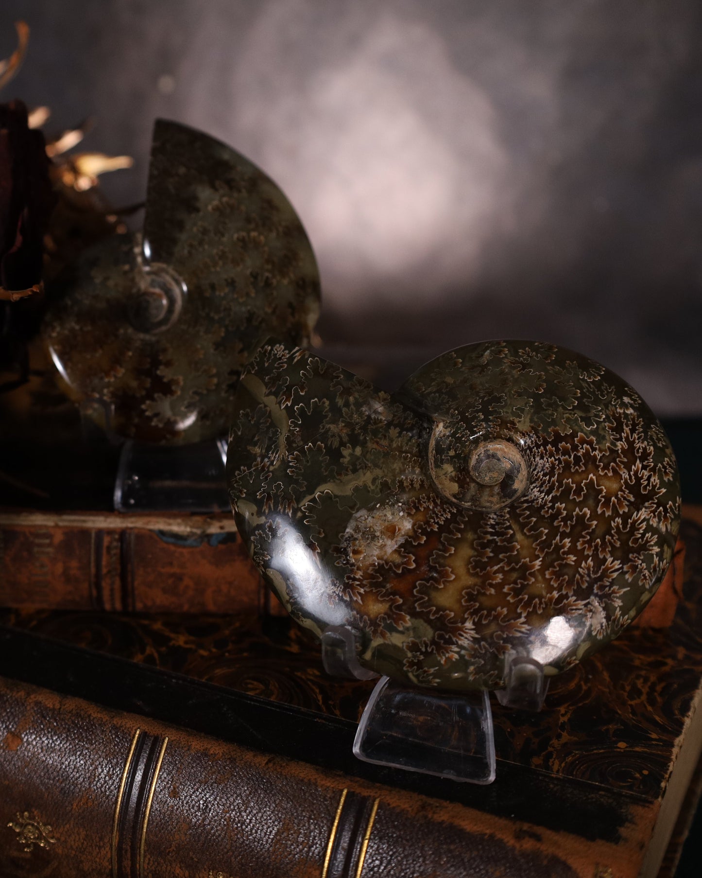 Polierte Ammoniten | Naturfossilien aus Madagaskar – ca. 7–9 cm