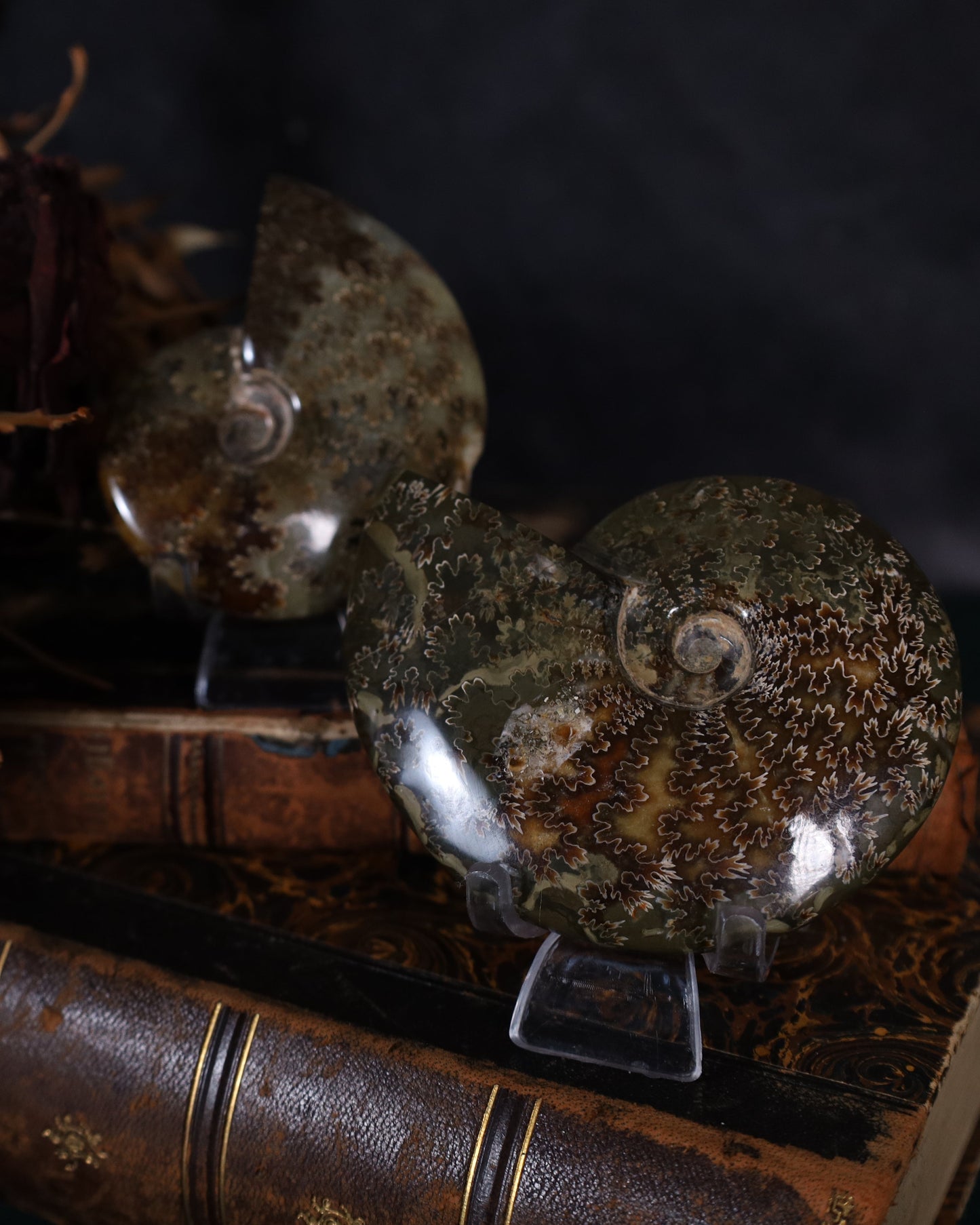 Polierte Ammoniten | Naturfossilien aus Madagaskar – ca. 7–9 cm