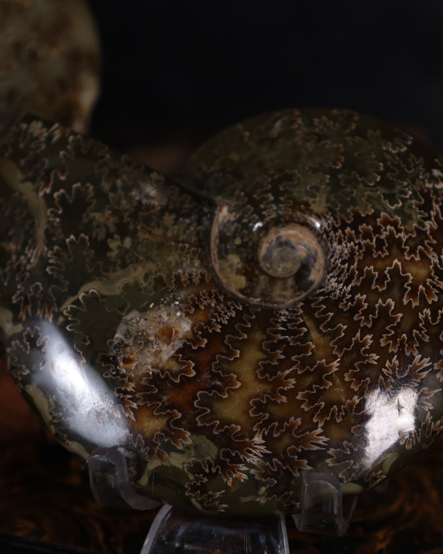 Polierte Ammoniten | Naturfossilien aus Madagaskar – ca. 7–9 cm