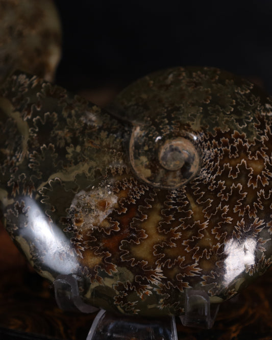 Polierte Ammoniten | Naturfossilien aus Madagaskar – ca. 7–9 cm