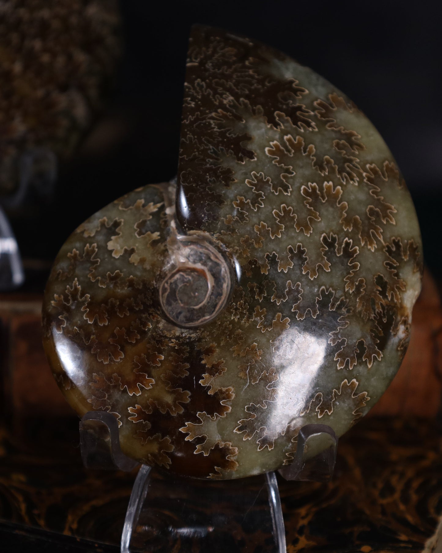 Polierte Ammoniten | Naturfossilien aus Madagaskar – ca. 7–9 cm