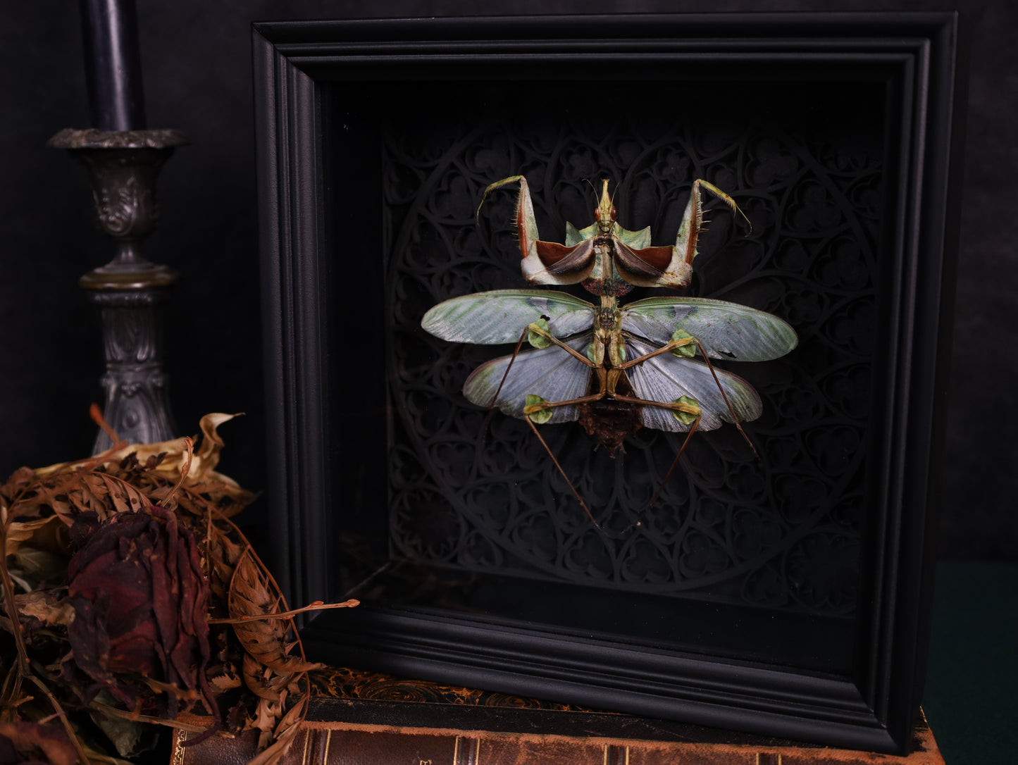 Todesblütenmantis im schwarzen 3D-Gotikrahmen | 22 x 22 cm