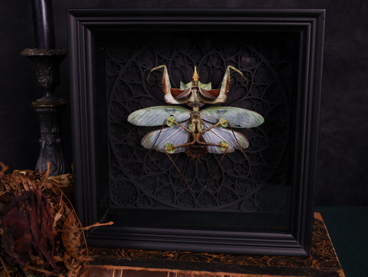 Todesblütenmantis im schwarzen 3D-Gotikrahmen | 22 x 22 cm