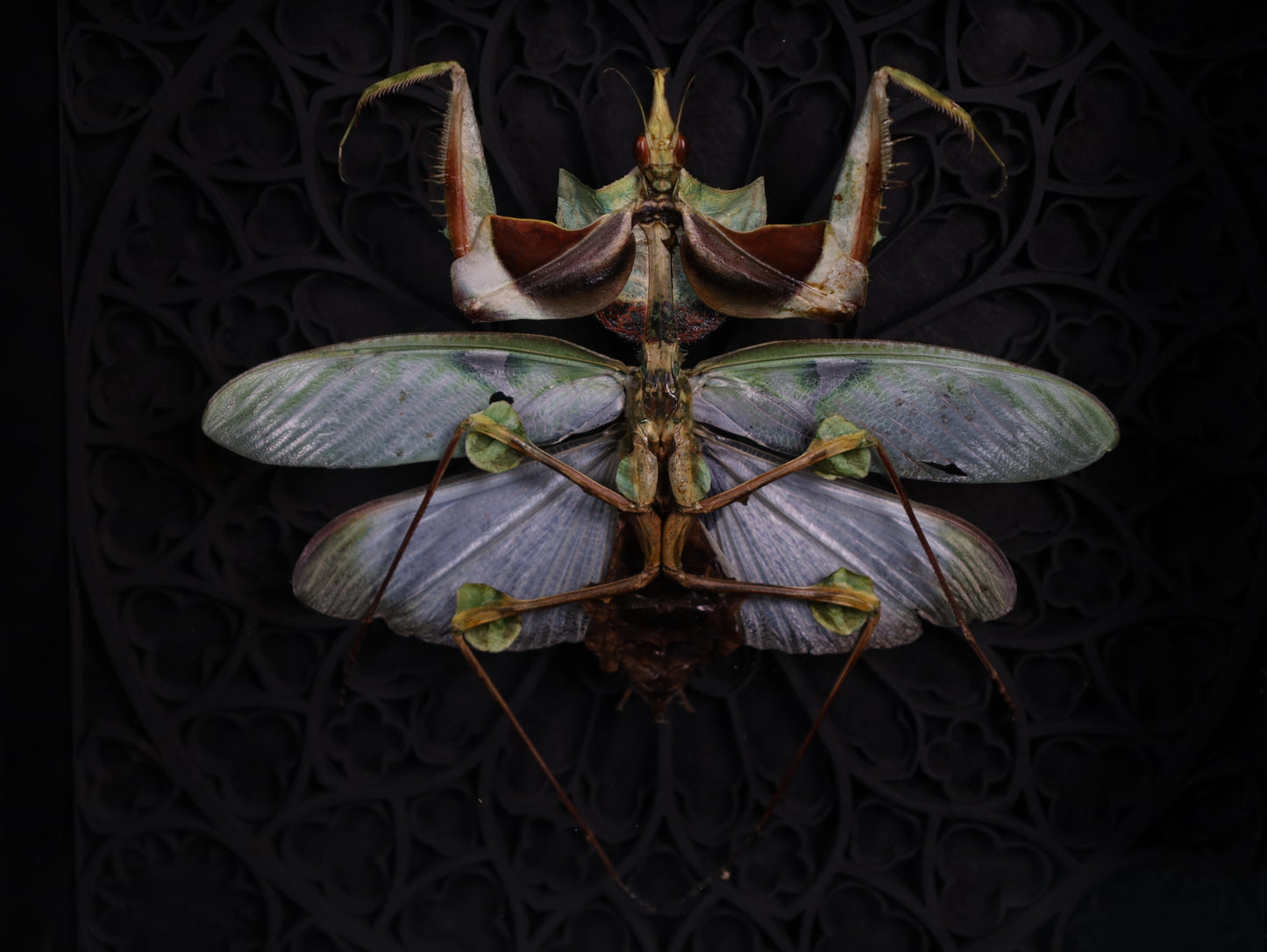 Todesblütenmantis im schwarzen 3D-Gotikrahmen | 22 x 22 cm