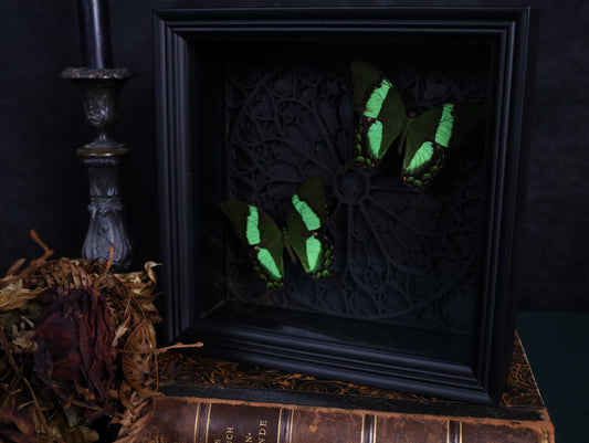 Papilio daedalus im Rahmen mit Gotik-Hintergrund | 22 x 22 cm