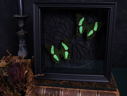 Papilio daedalus im Rahmen mit Gotik-Hintergrund | 22 x 22 cm