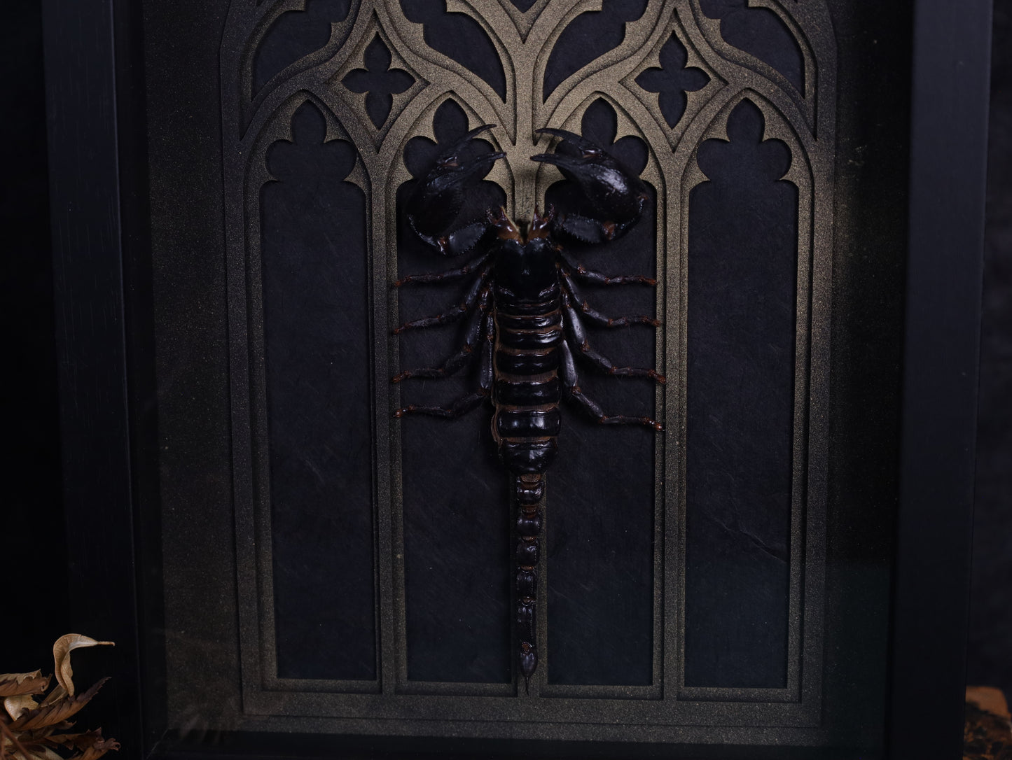 Heterometrus laoticus im Rahmen mit Gotischem Hintergrund | 20 x 30 cm
