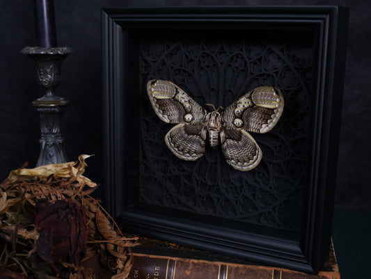 Brahmaea hearseyi im schwarzen 3D-Gotikrahmen | 22 × 22 cm