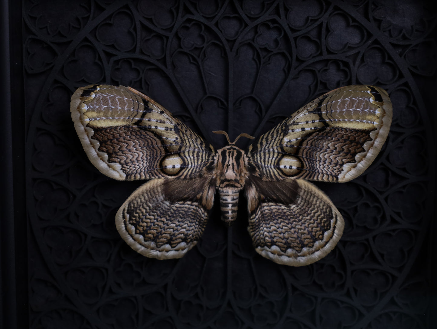 Brahmaea hearseyi im schwarzen 3D-Gotikrahmen | 22 × 22 cm