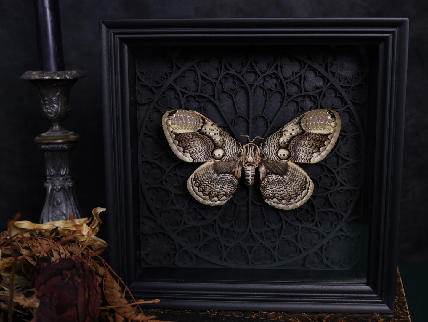 Brahmaea hearseyi im schwarzen 3D-Gotikrahmen | 22 × 22 cm