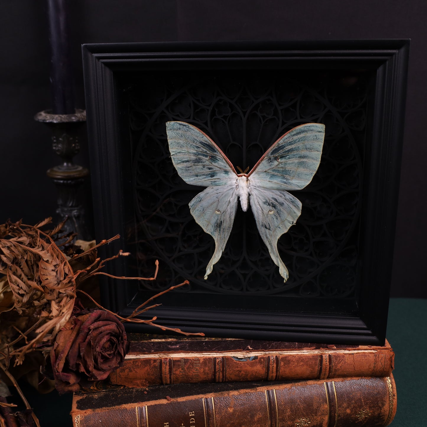 Actias selene (Rare, Female) im schwarzen 3D-Rahmen mit gotischem Hintergrund | 22 x 22 cm