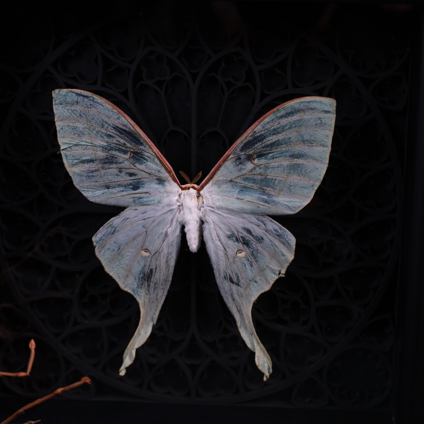 Actias selene (Rare, Female) im schwarzen 3D-Rahmen mit gotischem Hintergrund | 22 x 22 cm