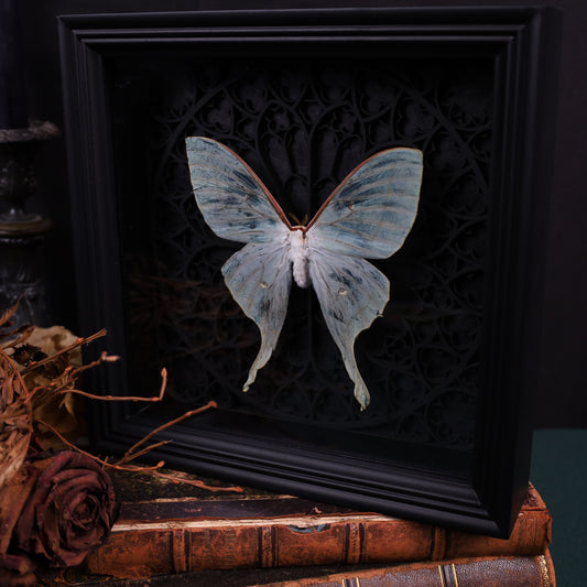 Actias selene (Rare, Female) im schwarzen 3D-Rahmen mit gotischem Hintergrund | 22 x 22 cm