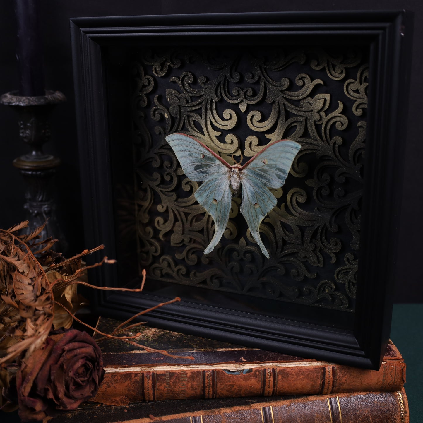 Actias selene im schwarzen 3D-Rahmen mit Barock Hintergrund | 22 x 22 cm