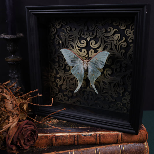 Actias selene im schwarzen 3D-Rahmen mit Barock Hintergrund | 22 x 22 cm