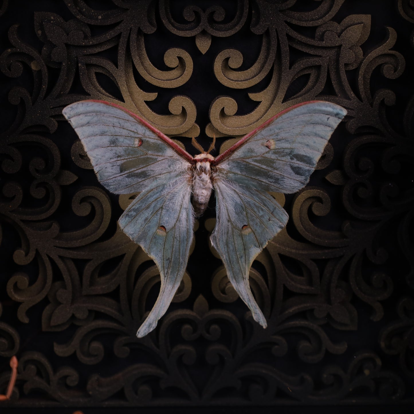 Actias selene im schwarzen 3D-Rahmen mit Barock Hintergrund | 22 x 22 cm