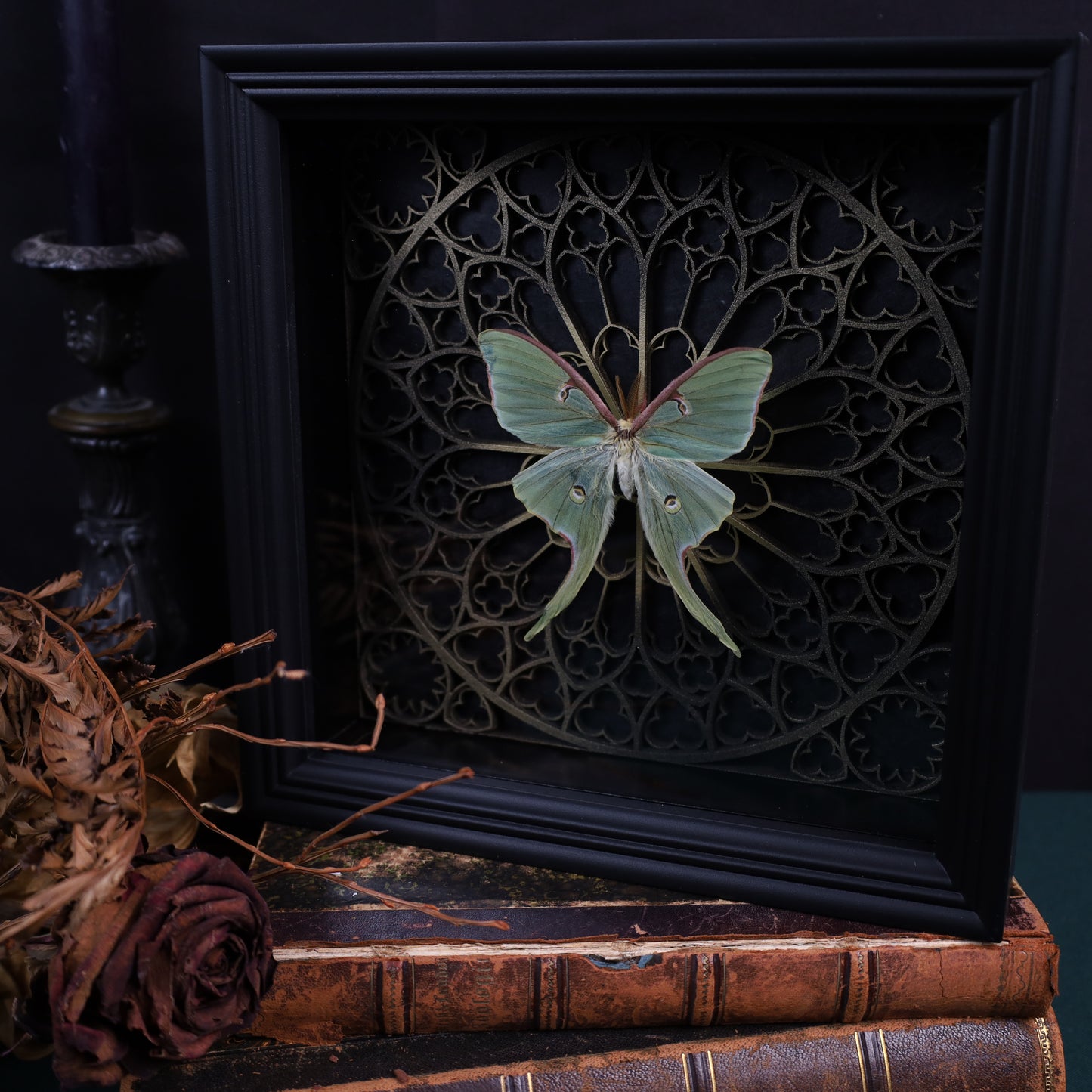 Echte Mondspiner im Rahmen – Actias Luna | 22x22cm