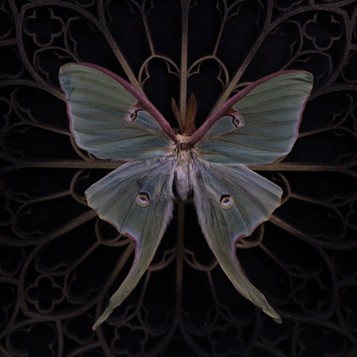 Echte Mondspiner im Rahmen – Actias Luna | 22x22cm