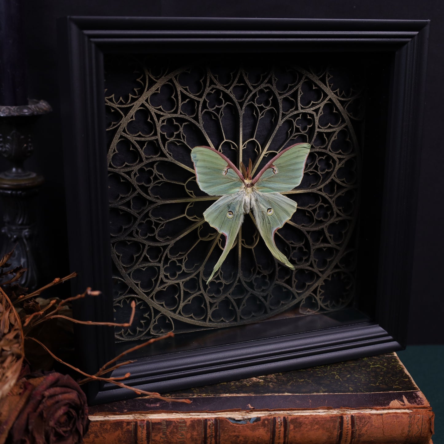 Echte Mondspiner im Rahmen – Actias Luna | 22x22cm