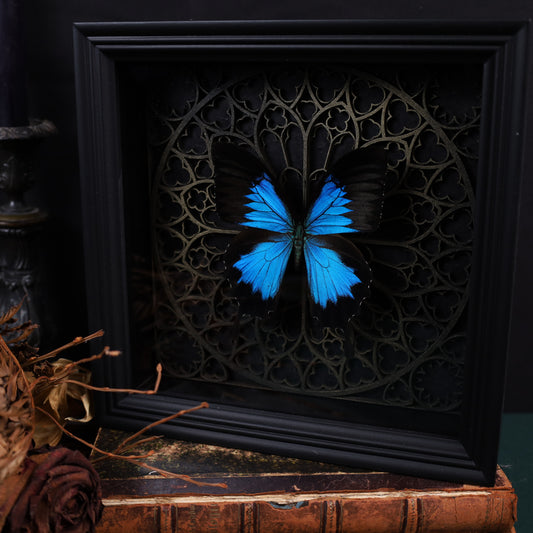 Papilio ulysses im Rahmen auf Gotischem Hintergrund | 22x22cm